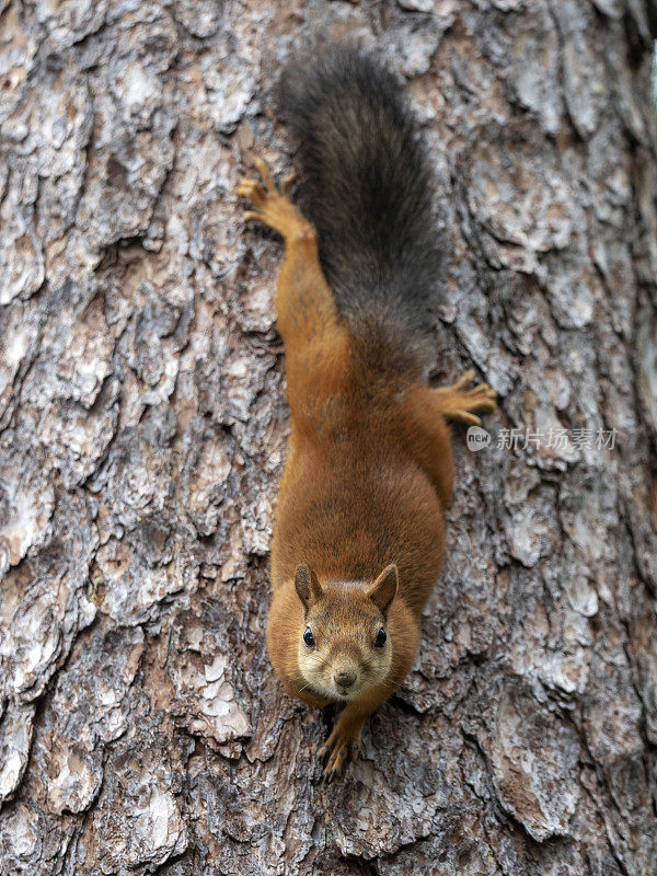 红松鼠(Sciurus vulgaris)，芬兰